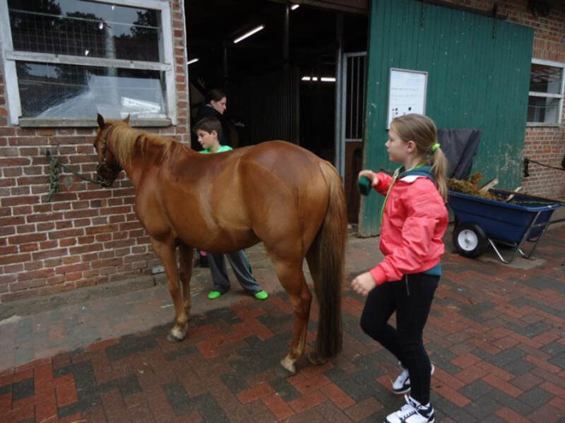 Jovens do campo de férias escovam um cavalo à entrada do estábulo do campo de férias equitação