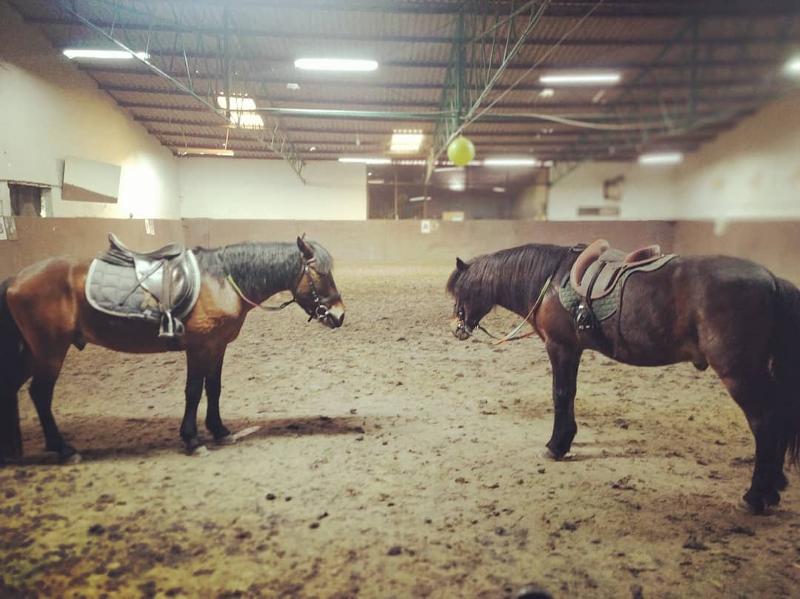 Dois cavalos no picadeiro preparados para uma sessão de equitação na colónia de férias hípica