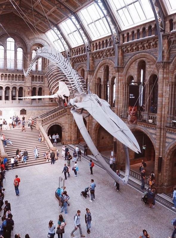 fotografia do museu de história natural no curso de línguas