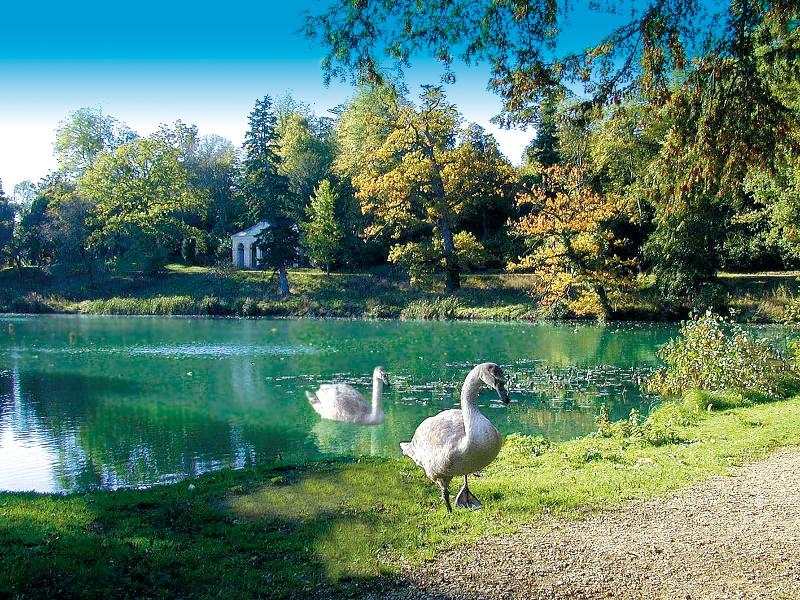 Lago tranquilo com cisnes e árvores ao redor, oferecendo um ambiente sereno para relaxar durante o curso de língua inglesa.